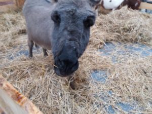 Read more about the article Szopka z żywymi zwierzętami będzie i w tym roku, tyle że w innym miejscu