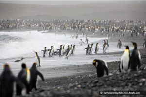 Read more about the article Polski artysta zagra na Antarktyce! Wcześniej spotkanie w Kołobrzegu
