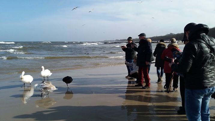 You are currently viewing Czarne łabędzie zabrane „na sygnale” z kołobrzeskiej plaży mają się lepiej. Teraz trwa konkurs na imiona dla parki