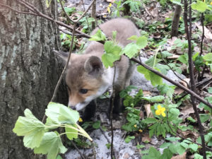 Read more about the article Chodzi lisek koło drogi (zdjęcia, video)