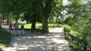 Read more about the article Stracimy dwa buki, pomniki przyrody