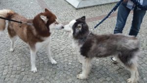 Read more about the article Fundacja nakręciła film, który ma pomóc pomagać (+video)