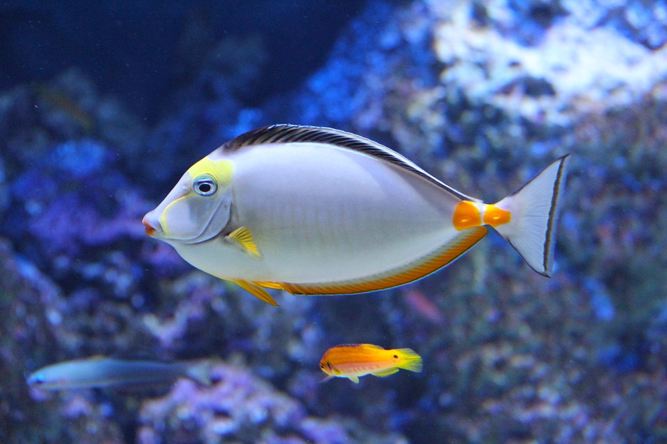 You are currently viewing Będzie w końcu oceanarium w Kołobrzegu czy nie? Mamy odpowiedź śląskiej spółki