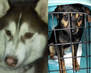 Read more about the article Wafelek i Bruno wciąż bez domu. Naprawdę nikt?