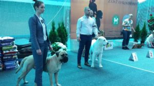 Read more about the article Rywalizują psie piękności