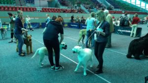 Read more about the article Krajowa Wystawa Psów Rasowych w ten weekend w hali Milenium