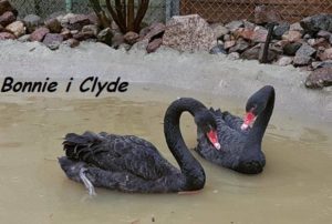 Read more about the article Dzika Ostoja, która uratowała m.in. czarne łabędzie z kołobrzeskiej plaży teraz sama potrzebuje naszego wsparcia