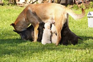 Read more about the article Psia mama z małymi wyrzucona pod Rymaniem. Teraz szukają domu