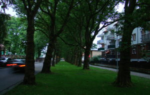 Read more about the article To może być najładniejsza ścieżka rowerowa w mieście – między platanami. Zostanie wykonana ręcznie, bez ciężkiego sprzętu 