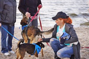 Read more about the article Jutro Ogonisko. Bierzcie psy i ruszajcie na psią plażę