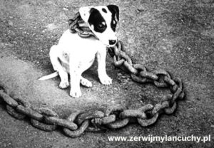 Read more about the article Ogólnopolska akcja Zerwijmy Łańcuchy od tego roku również w Kołobrzegu