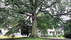 Read more about the article „Wiewiórka” zadba o nasze pomniki przyrody