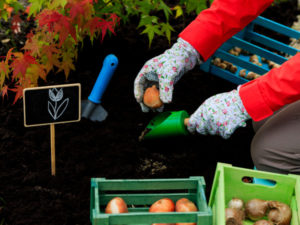 Read more about the article W czwartek akcja Wielkie Sadzenie Roślin. Zasadzą 14 tysięcy cebulek