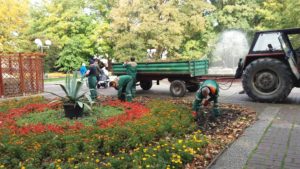 Read more about the article Jednoroczne kwiatki idą na kompost