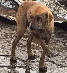 Read more about the article Pomóżmy Krzywołapkowi. Jest w złym miejscu