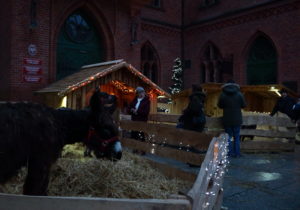 Read more about the article Szopka z żywymi zwierzętami przy ratuszu