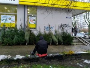 Read more about the article Ile za rybę i gdzie po żywą choinkę? Podpowiadamy