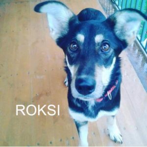 Read more about the article Zbiórka: Fundacja Ogon do Góry w ogólnopolskiej akcji „Burek sam nie poprosi o pomoc”