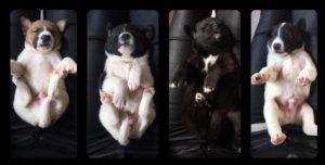 Read more about the article Szczeniaki i ich psia mama wyciągnięte z lisiej nory niedługo będą potrzebować domu