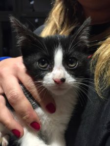 Read more about the article W Dzień Kota specjalne Miau! Menu w kołobrzeskich restauracjach i kawiarniach