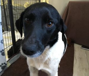 Read more about the article Bohaterska psia mama, o której usłyszała cała Polska, wciąż bez domu