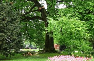 Read more about the article Najbardziej znane drzewo w Kołobrzegu uszkodzone