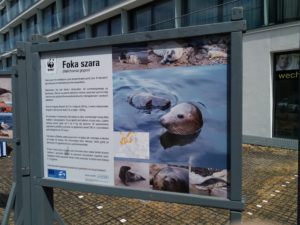 Read more about the article Fundacja WFF dołączyła do Festynu Ekologicznego. Jutro ciąg dalszy