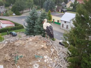 Read more about the article Bolek i Lolek nie polecieli na południe. Strażacy ściągnęli ptaki z komina (zdjęcia)