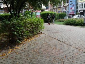 Read more about the article Nie będzie wielkiej wycinki mirabelek. Miasto obiecuje bardziej zadbać o czystość