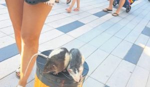 Read more about the article W samym centrum uzdrowiska: szczury służą im do zarabiania. To nic, że gryzonie cierpią