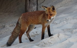 Read more about the article Młody lis, który polubił naszą plażę (zdjęcia, wideo)