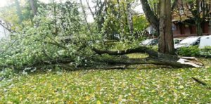 Read more about the article Straż pożarna usuwa skutki silnego wiatru