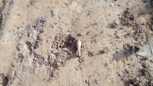 Read more about the article Niewybuchy na trasie powstającej trasy rowerowej