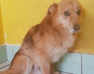 Read more about the article Pilne: Szukamy domu dla Rudego. Pies boi się nawet własnego cienia