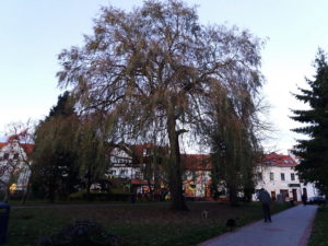 Read more about the article Duża wierzba płacząca zostanie wycięta. Zdecydował wynik badania tomografem