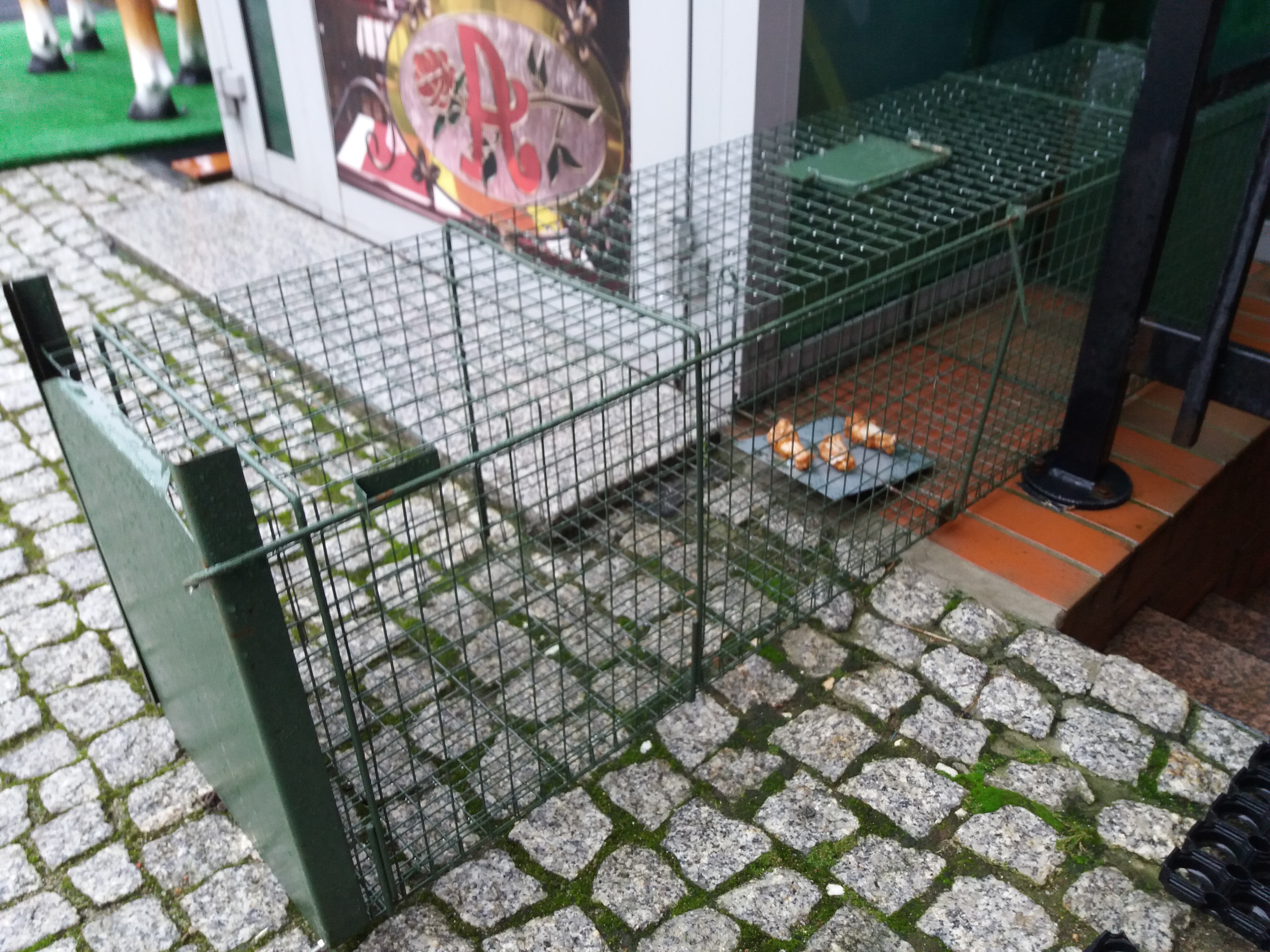 You are currently viewing Klatki na lisy już stoją. Zwierzęta są odławiane i wypuszczane do lasu, daleko od miasta