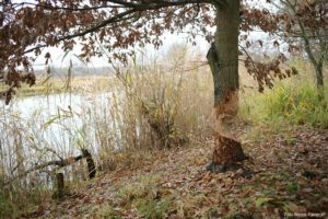 Read more about the article Mieszkańcy skarżą się na bobry. Zwierzęta budują tamy, a woda zalewa pola i posesje (zdjęcia)