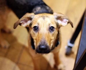 Read more about the article Nie kupuj – adoptuj. Morka to mądra i kontaktowa sunia