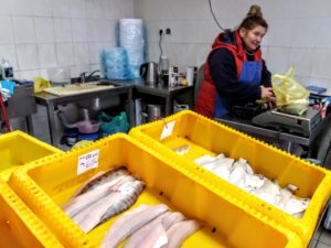 Read more about the article Dorsz z okolic Kołobrzegu odpłynął na zachód. Może być kłopot z rybą na święta