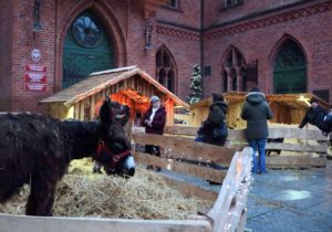 Read more about the article Jako ostatnia na placu Ratuszowym pojawi się szopka z żywymi zwierzętami