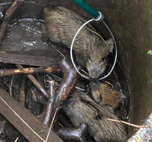 Read more about the article Strażacy z Ustronia Morskiego wyciągnęli ze studzienki cztery młode dziki