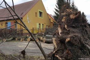 Read more about the article Powalone przez silny wiatr drzewo, uszkodziło budynek szkoły w Czerninie