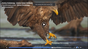 Read more about the article Piękny materiał o gminie Kołobrzeg. Zdjęcia Miłosz Kowalewski, czyta Krystyna Czubówna (wideo)