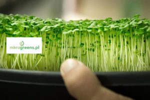 Read more about the article Na zdrowie: Pierwsza uprawa mikrolistków. Najnowszy trend zawitał też do nas