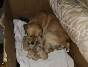 Read more about the article Uwaga! Jeżeli nie pomożemy tym szczeniakom grozi im nawet eutanazja, bo tak stanowi prawo