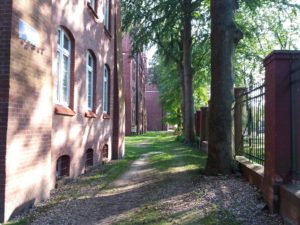 Read more about the article Spółdzielnia mieszkaniowa chce wyciąć osiem, dużych buków przy ul. Mazowieckiej