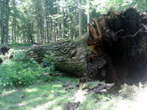 Read more about the article Rajd rowerowy szlakiem najstarszych dębów w Polsce