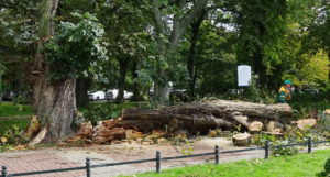 Read more about the article Trwają porządki po nocnej nawałnicy. Wiatr powalił m.in. około 100-letniego kasztanowca
