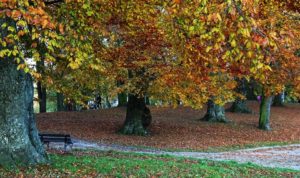 Read more about the article W tym roku wyjątkowo początek jesieni astronomicznej i kalendarzowej wypada tego samego dnia, czyli dziś