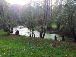 Read more about the article Konsultacje rewitalizacji parku im. A. Fredry. Będzie o alejkach, ławkach, bagrowaniu i pneumatoforach